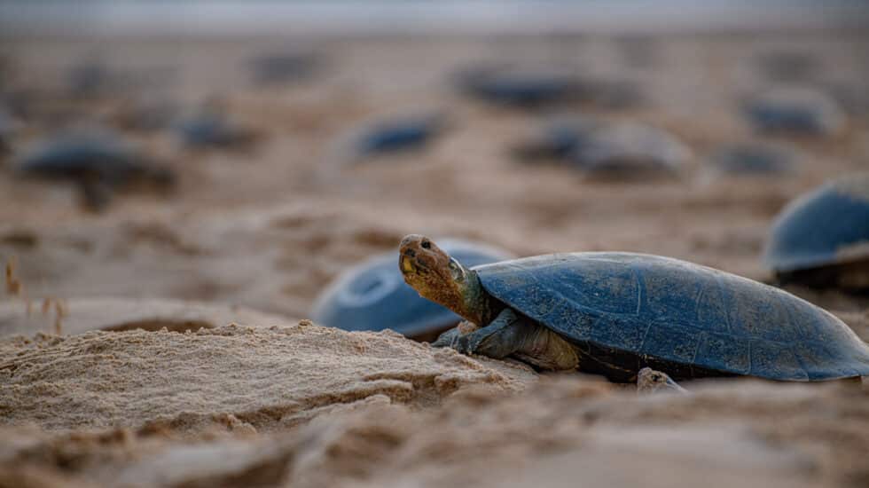 Tortuga gigante del Amazonas