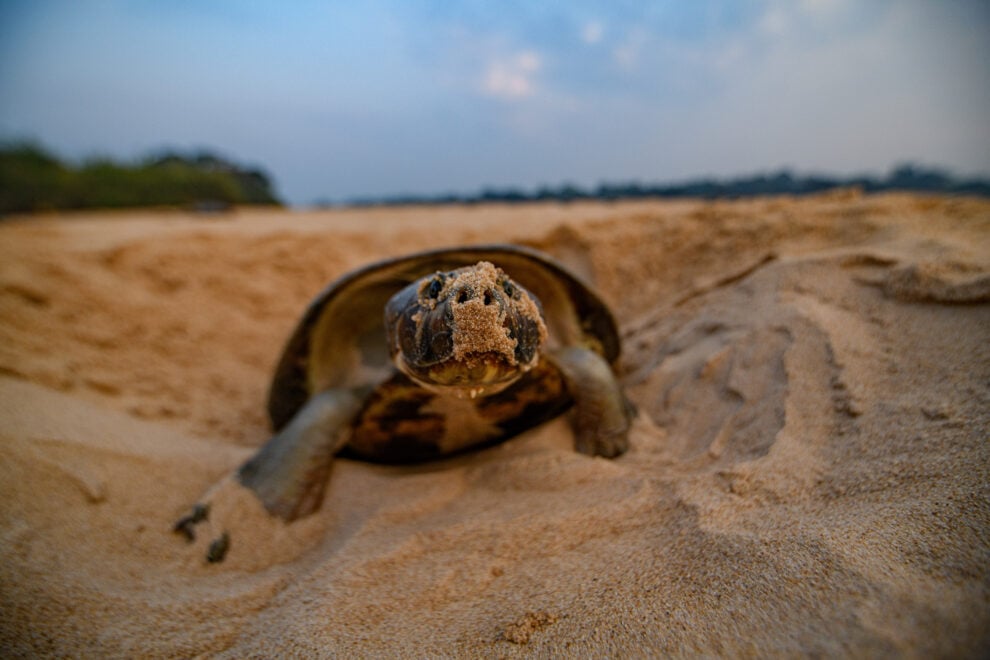 Tortuga gigante del Amazonas