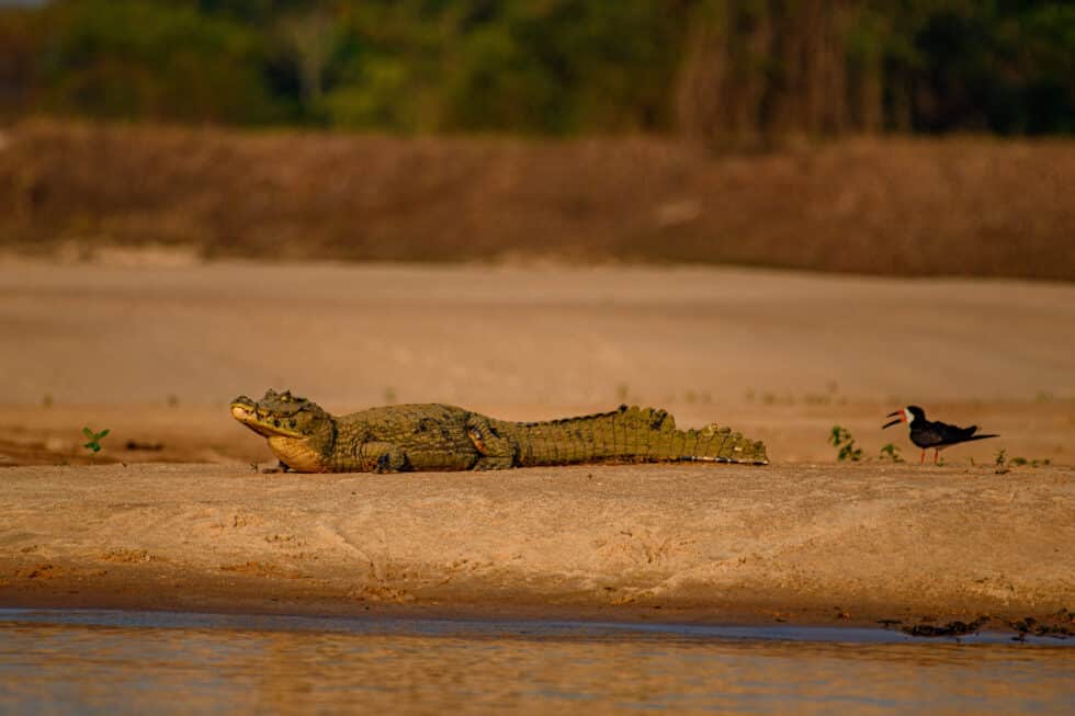 Cocodrilo en el Amazonas