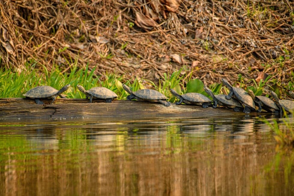 Tortuga gigante del Amazonas