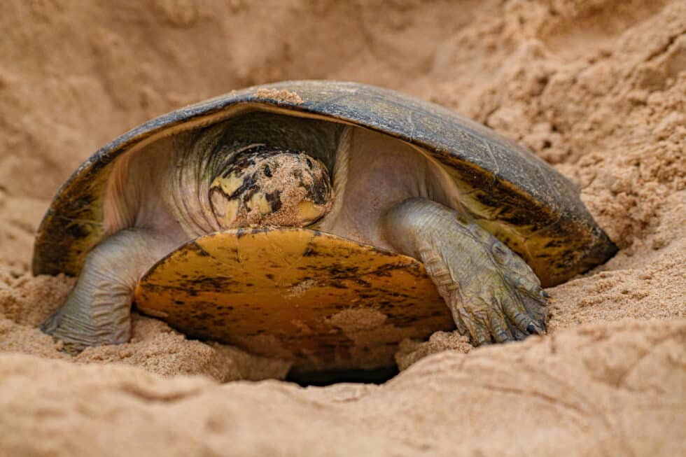 Tortuga gigante del Amazonas