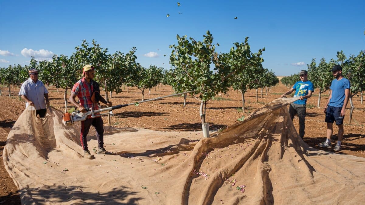 Recogida del pistacho en una finca, en Ciudad Real.