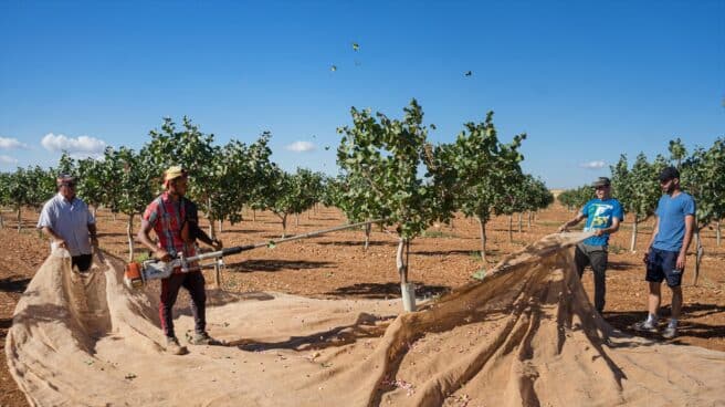 Recogida del pistacho en una finca, en Ciudad Real.