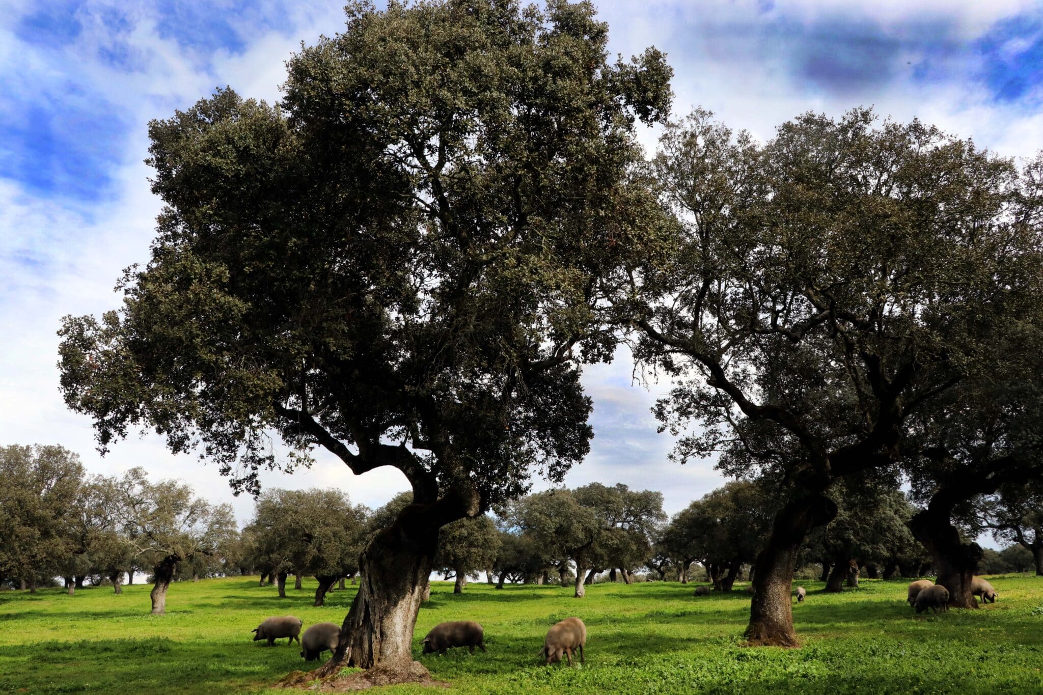 Cerdos ibéricos en la dehesa