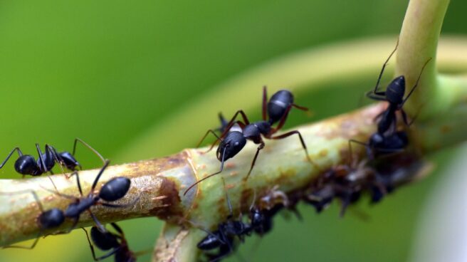 Un equipo de científicos constata que las hormigas pueden oler el cáncer Hormigas negras