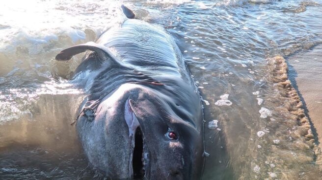 Aparece un tiburón de media tonelada muerto en una playa de Torrevieja