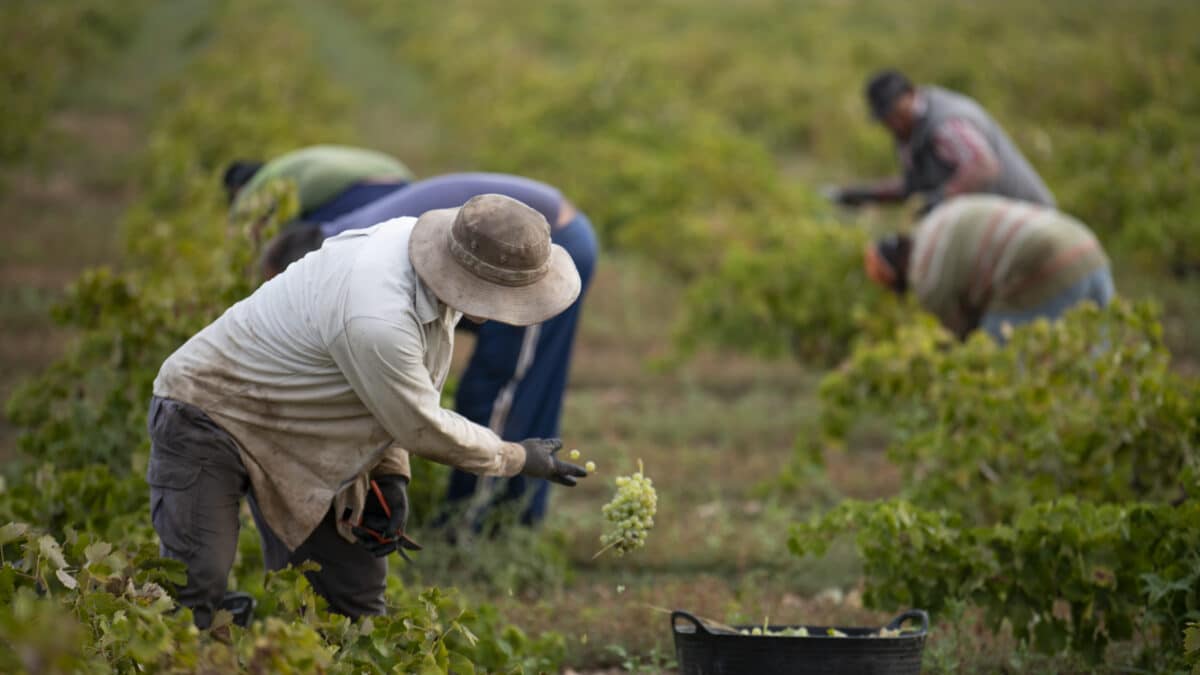 Varios trabajadores de la vendimia recogen uvas verdes y las introducen en cubos de plástico para que sean posteriormente trasladadas