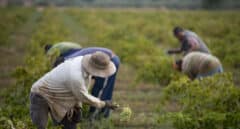 La subida del SMI amenaza con incrementos de precios y economía sumergida en la agricultura