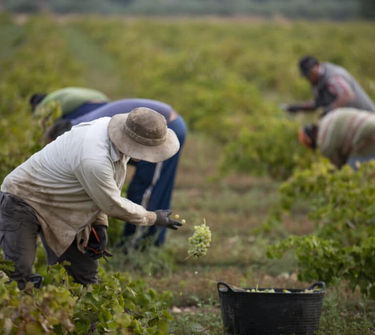 La subida del SMI amenaza con incrementos de precios y economía sumergida en la agricultura