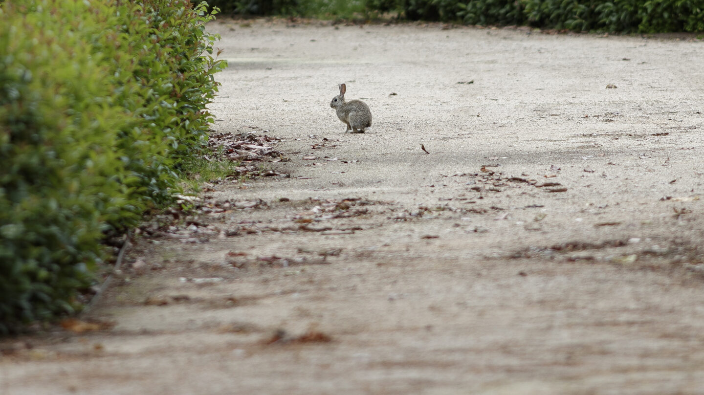Un conejo camina por los Jardines de El Buen Retiro