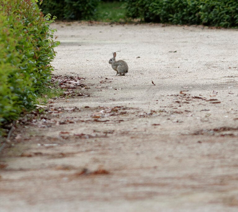 El extraño conejo que arrasa las cosechas de La Mancha y del sur de Madrid: "Pesa el doble que uno de monte"