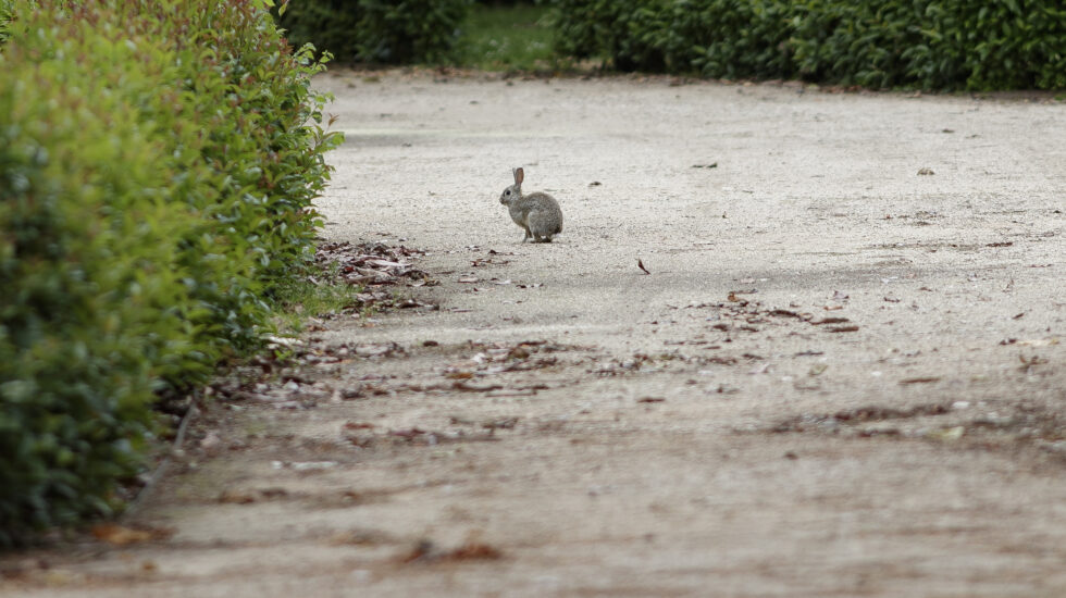Un conejo camina por los Jardines de El Buen Retiro