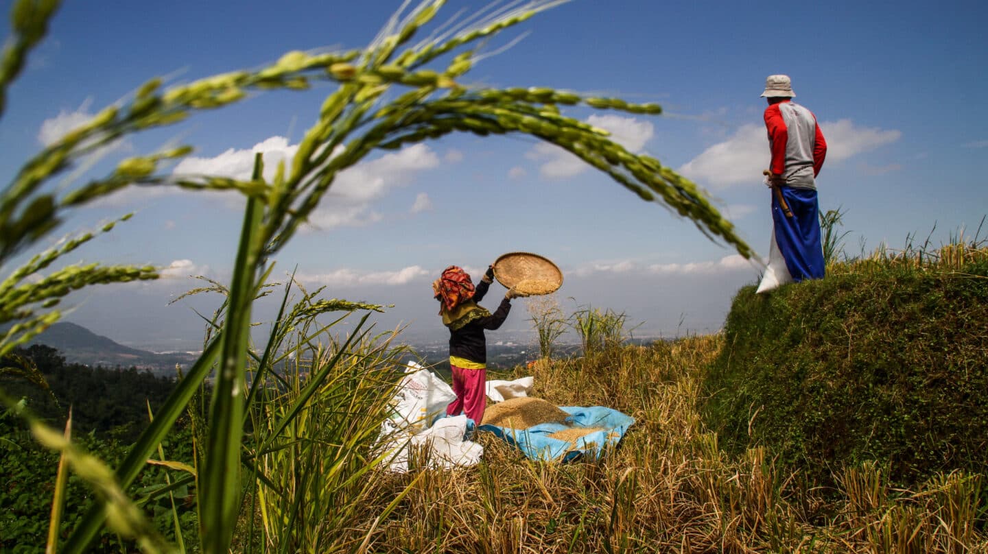 Un granjero esparce arroz en Indonesia
