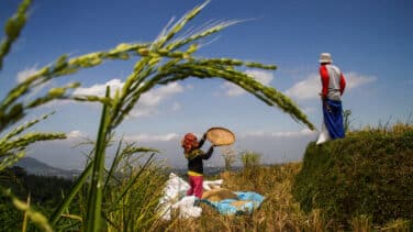 Los arroceros acusan a la UE de favorecer las importaciones para inflar sus negocios en India y el resto de Asia