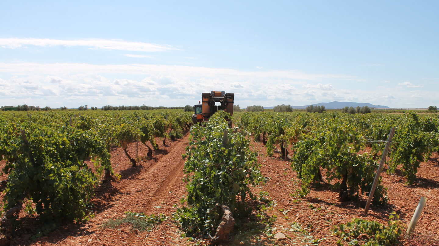 Un trabajador utiliza un tractor para recoger uvas de una cosecha en Castilla-La Mancha