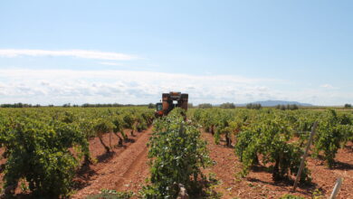 La guerra por el control del vino de Valdepeñas entre García Carrión y Félix Solís: del juzgado a la televisión