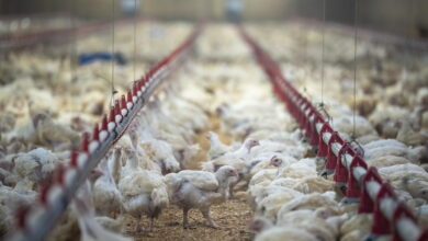 Cómo sería un brote de gripe aviar en humanos y cómo podemos afrontarlo