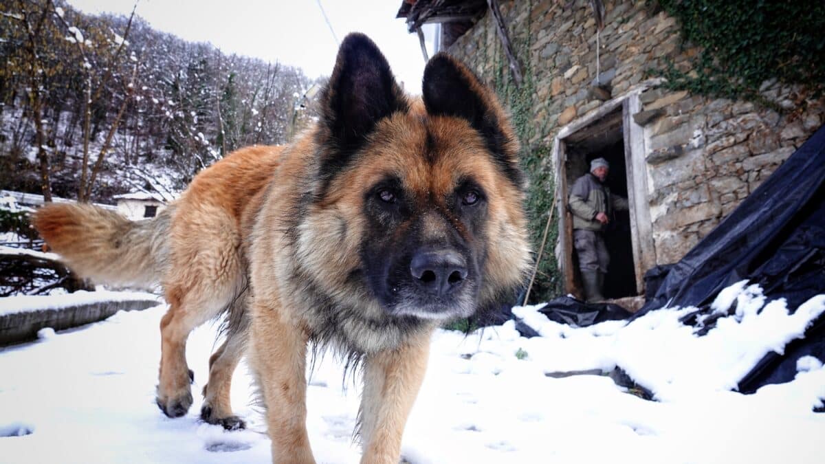 Un perro pasea por la nieve en Asturias.