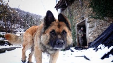Con los derechos de los animales no se juega