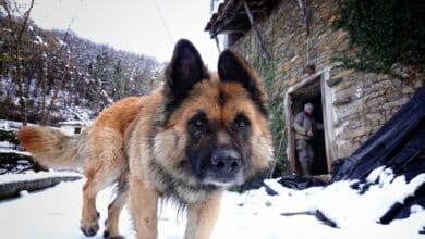 Con los derechos de los animales no se juega