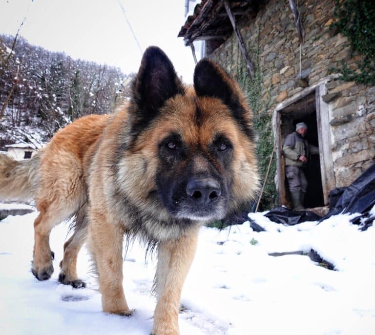 Con los derechos de los animales no se juega