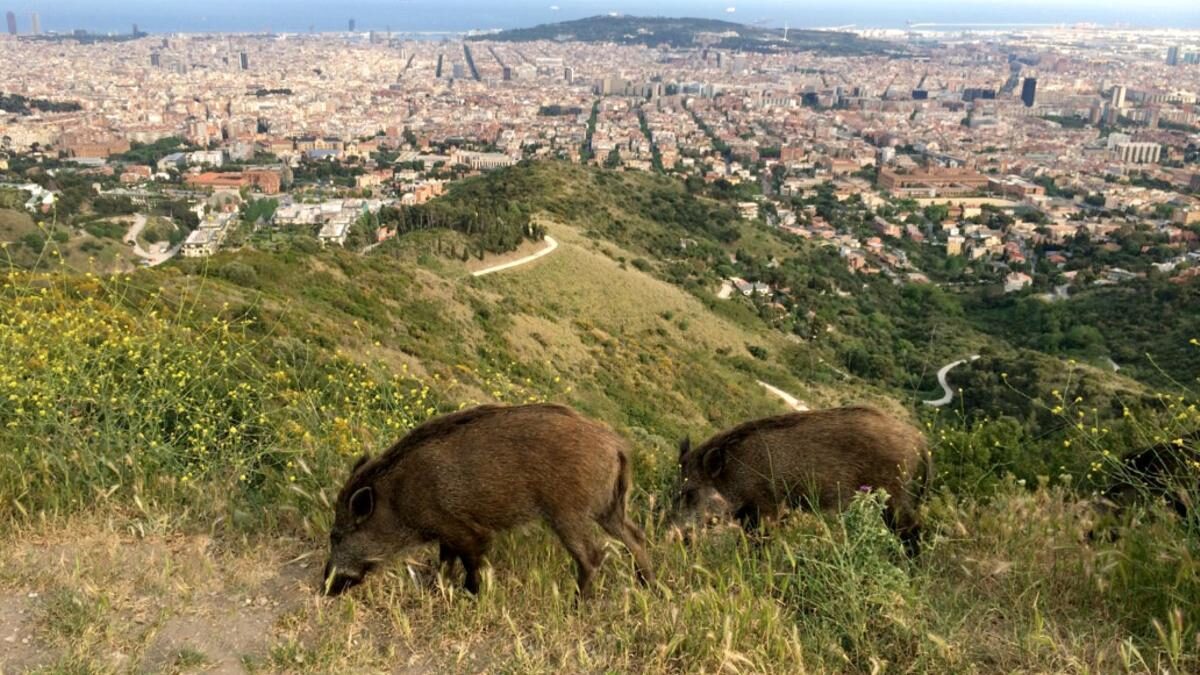 Foto de archivo de unos jabalíes con Barcelona de fondo