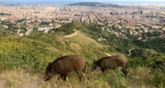 Jabalís radioactivos campan por Europa y no se debe sólo a Chernóbil