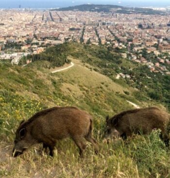 Qué es la gripe porcina y cómo afecta a los humanos