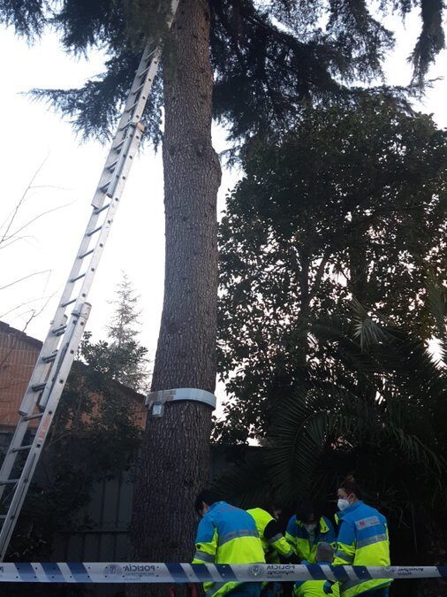 Muere un trabajador tras caer desde un árbol de 10 metros en Conde Orgaz (Madrid)