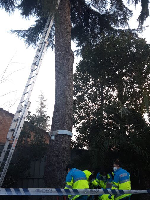 Muere un trabajador tras caer desde un árbol de 10 metros en Conde Orgaz (Madrid)