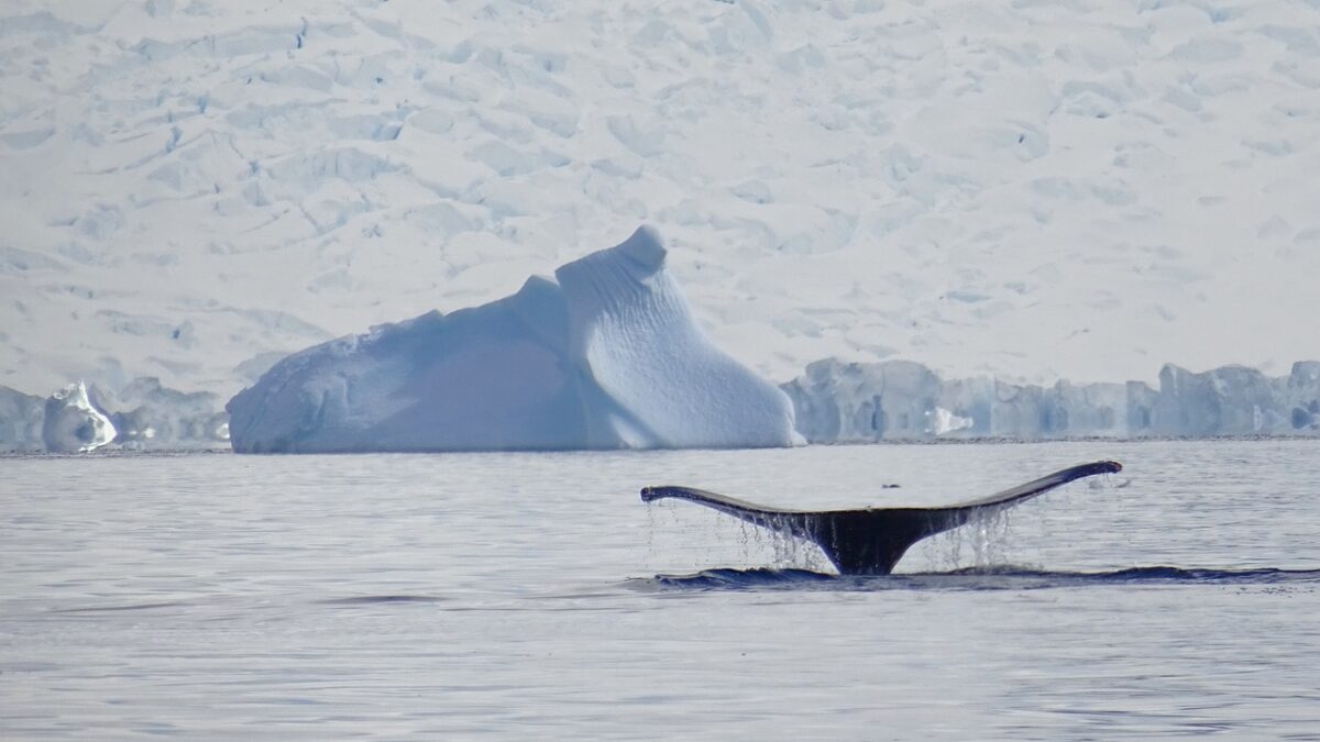 Ballena ártico