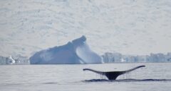 Disminuye el hielo marino: las ballenas cabeza de arco ya no abandonan el Ártico para invernar