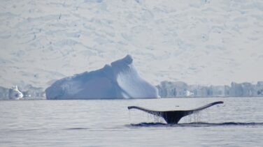 Disminuye el hielo marino: las ballenas cabeza de arco ya no abandonan el Ártico para invernar