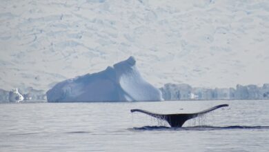 Disminuye el hielo marino: las ballenas cabeza de arco ya no abandonan el Ártico para invernar