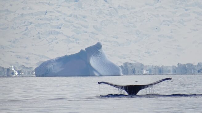 Disminuye el hielo marino: las ballenas cabeza de arco ya no abandonan el Ártico para invernar Ballena ártico