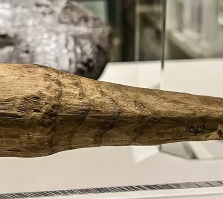 Así es el consolador de la Antigua Roma: de 16 centímetros, tallado en madera y con signos de desgaste