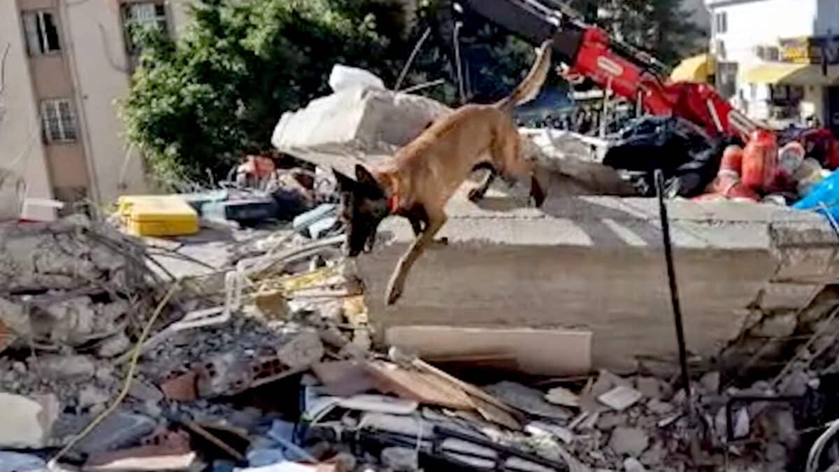 Perros españoles ayudan en las labores de rescate en el terremoto de Turquía y Siria.