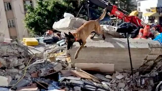Perros españoles ayudan en las labores de rescate en el terremoto de Turquía y Siria. Perros españoles ayudan en las labores de rescate en el terremoto de Turquía y Siria.