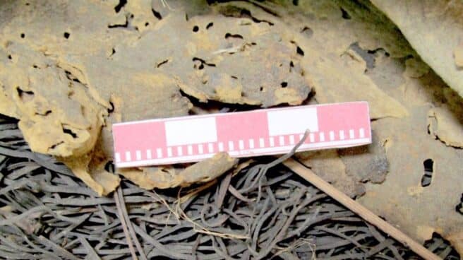 Investigadores hallan una nueva especie vegetal en fardos funerarios de momias de Gran Canaria Descubren una nueva especie vegetal utilizada por los aborígenes canarios en sus rituales funerarios.