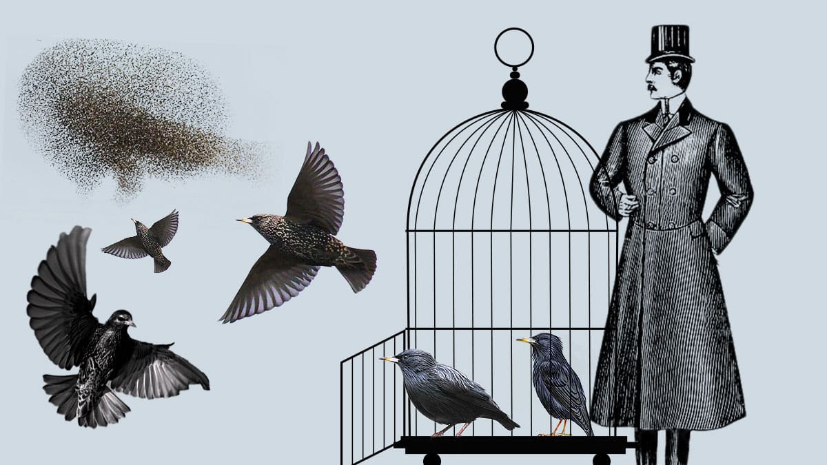 'El loco de los pájaros'.