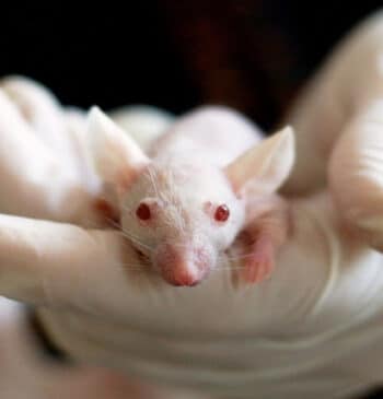 Un nuevo tratamiento experimental logra quintuplicar los ovocitos en ratones con insuficiencia [...]