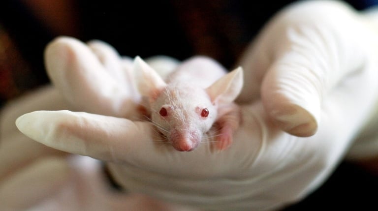 Un nuevo tratamiento experimental logra quintuplicar los ovocitos en ratones con insuficiencia ovárica prematura