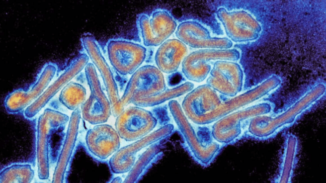 Virus de Marburgo que causa alerta sanitaria mundial por la OMS desde Guinea