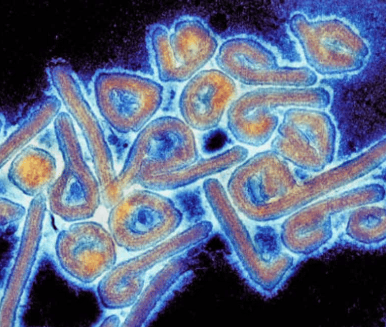 Alerta de la OMS por el virus de Marburgo: qué es, síntomas y cómo se contagia