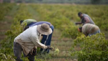 Doble tarifa eléctrica y rebaja del IVA: la solución de los agricultores para controlar los precios