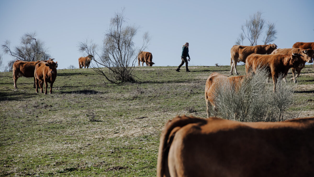 Un grupo de vacas pastando en una finca de ganadería extensiva en Colmenar Viejo (Madrid)