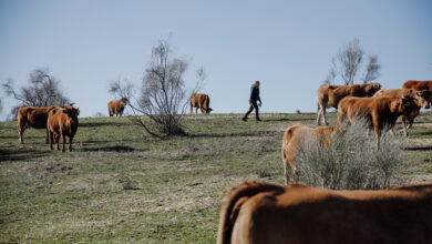 El precio de los productos básicos del campo se dispara un 60% pese a los 850 millones en ayudas del Gobierno