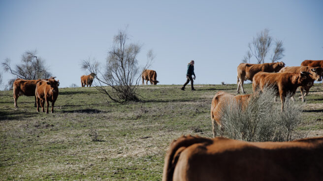 Un grupo de vacas pastando en una finca de ganadería extensiva en Colmenar Viejo (Madrid)
