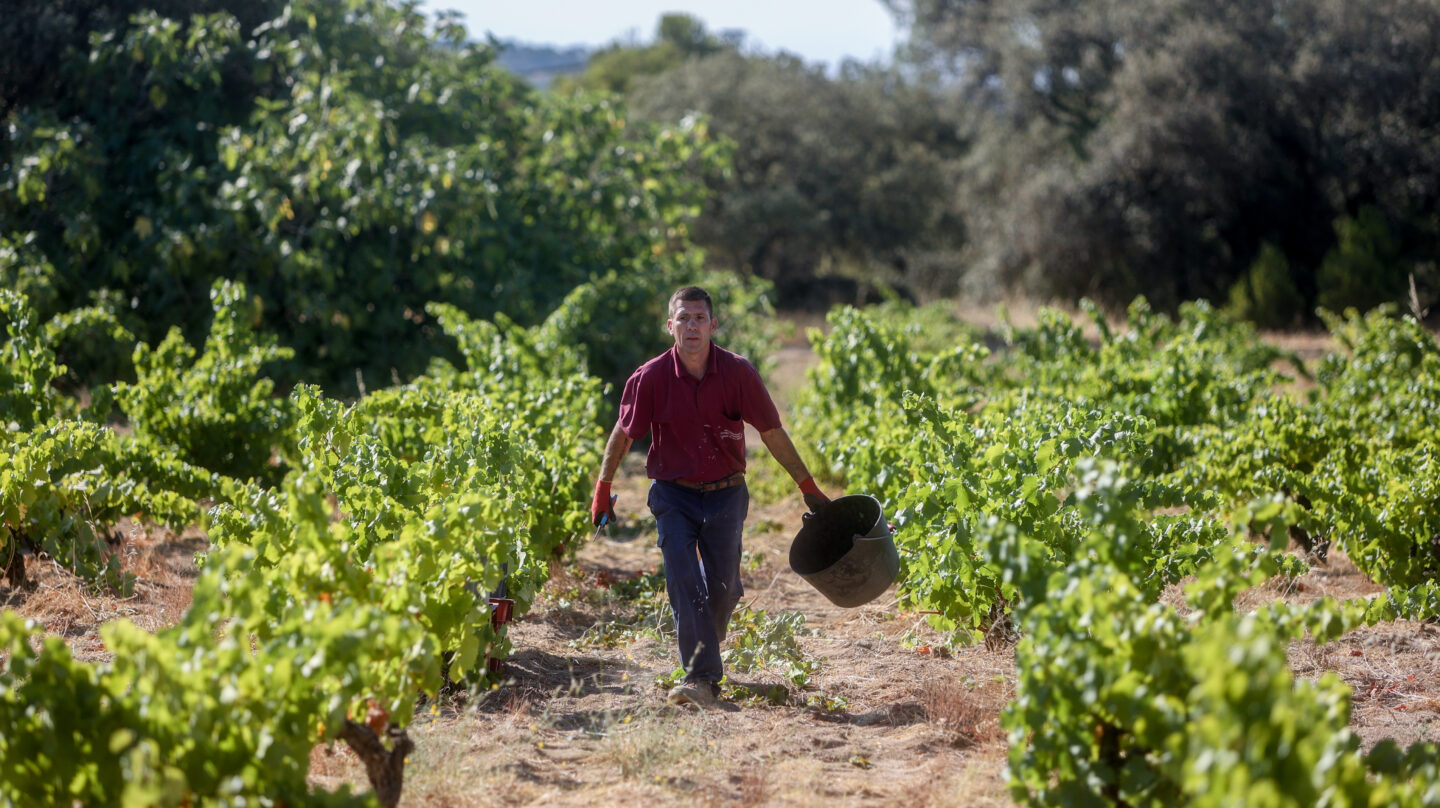 Un trabajador recoge uvas en el campo, en San Martín de Valdeiglesias, Madrid (España).