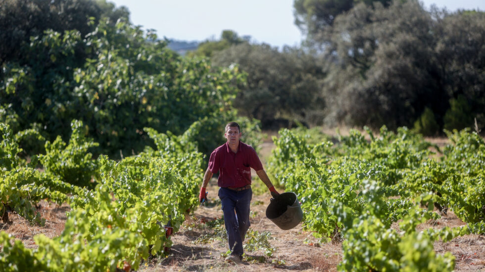 Un trabajador recoge uvas en el campo, en San Martín de Valdeiglesias, Madrid (España).
